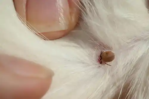 Fell Kontrolle Parasiten