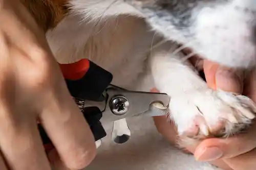 Hunde Krallenpflege